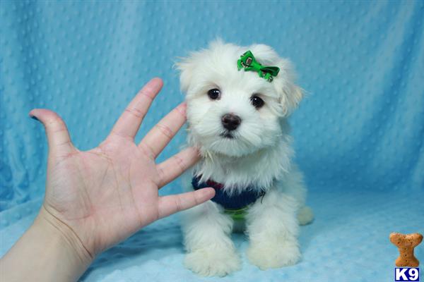 lvpuppyheaven Picture 3